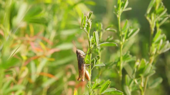 Grasshoper 