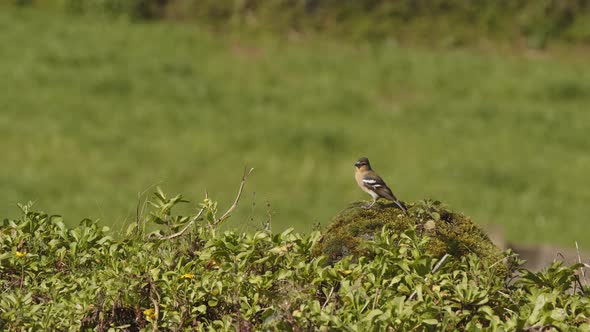 An exotic bird on a rock flies away