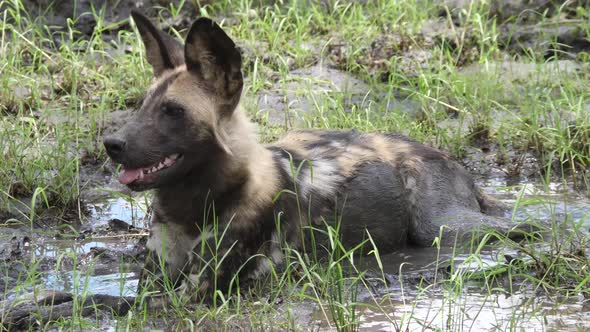 African wild dog resting in a mud puddle