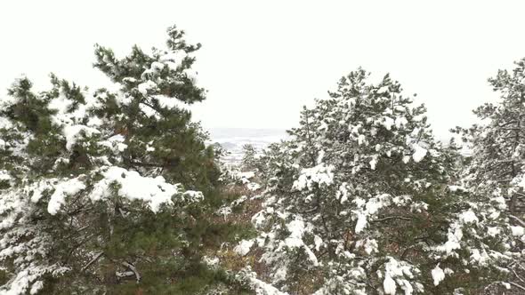 Snow on the branches of pine 4K drone video