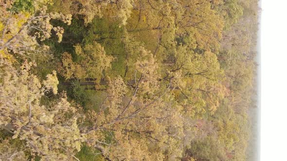 Vertical Video of an Autumn Forest During the Day in Ukraine