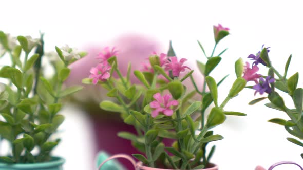 Pink, purple, and wihte artificial flowers with flowerpot rotate slowly on white background.	