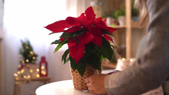 Beautiful Poinsettia in Wicker Pot and Woman Hands Preparing Gifts on Blurred Holiday Decoration