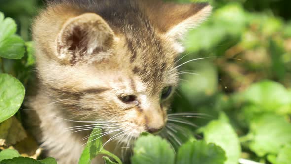 Kitten in the grass playing with plants 3840X2160 UHD footage - Little cat in the nature 4K UHD foot
