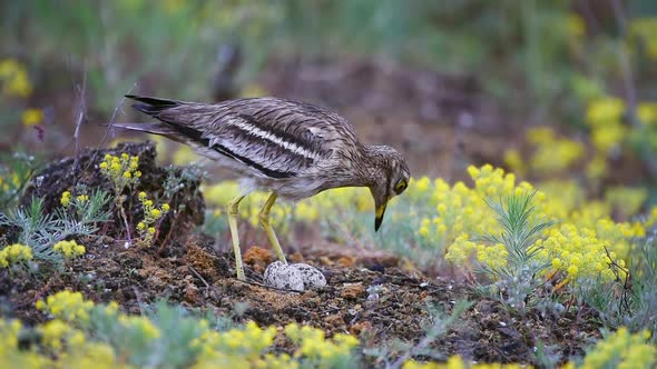 Eurasian stone curlew (Burhinus oedicnemus) sitting on nest