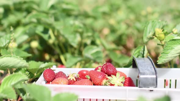 farmer white hand picking red fresh strawberry and fill a white plastic box case. harvest of sweet f