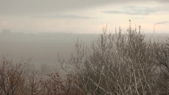 Panorama of City Behind Naked Trees