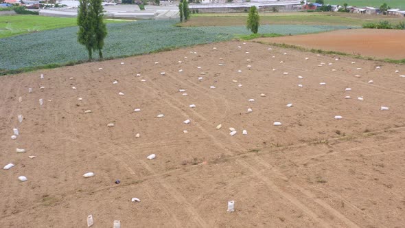 Aerial flyover growing potatoes on farm field during sunny day in Dominican Republic