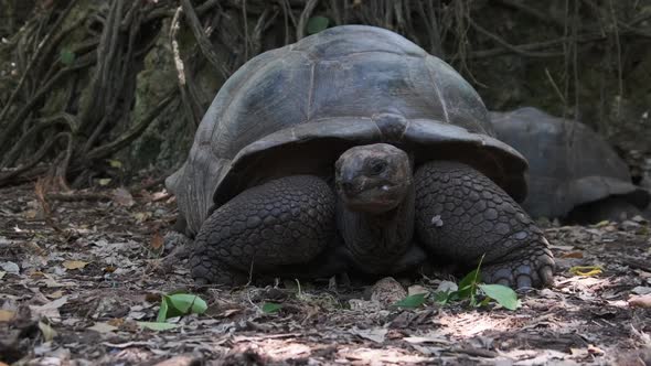 A Huge Aldabra Giant Tortoise Walking on a Prison Island in Zanzibar Africa