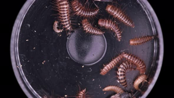 Larvae and Beetles Dermestes Lardarius Under a Microscope of Family Dermestidae