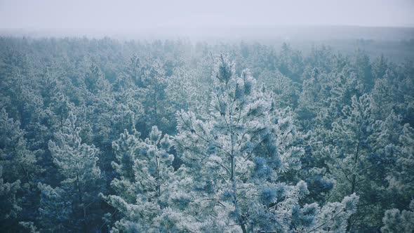 Snowy Forest In Winter Frosty Day