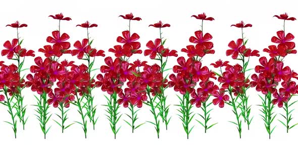 Petunia Botanical Flowers 3D Rendering