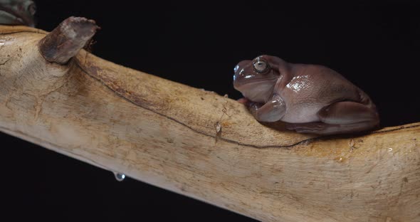 Wildlife Adorable Australian Brown Tree Frog is Relaxing on a Tree Branch