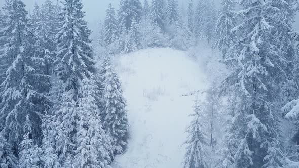 Flight Over Snowstorm in a Snowy Mountain Coniferous Forest Uncomfortable Unfriendly Winter Weather