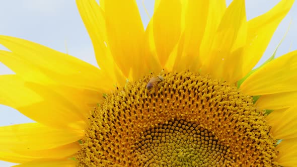 Sunflower in the Field and Bee Crawling on It on Sky Background Closeup