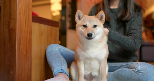 Woman brush her shiba inu dog at home