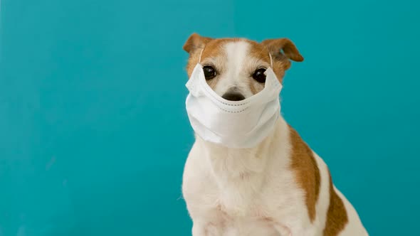 Dog Wearing a Medical Face Mask to Protect Herself From Infection