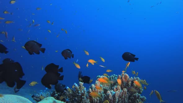 Underwater Fish Tropical Reef Marine