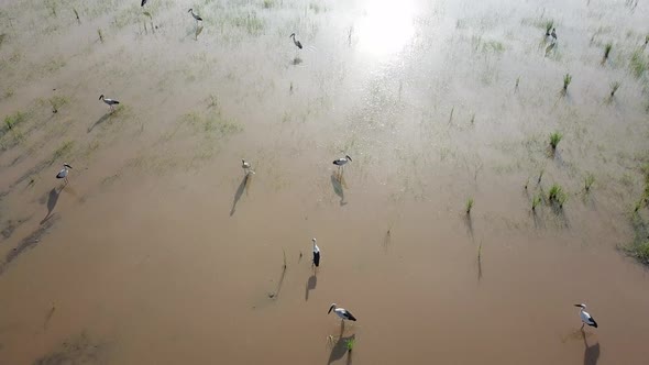 Aerial view Asian openbill stork in paddy field after cultivated