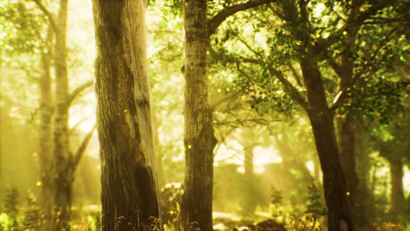 Rays of Sunlight in a Misty Forest in Autumn