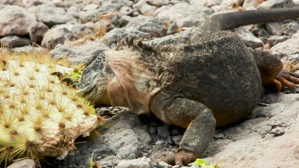 Galapagos land iguana eating a cactus