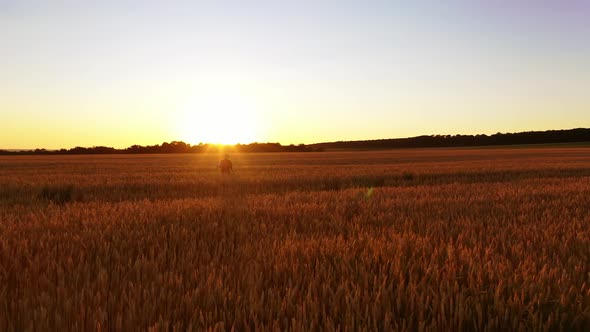 Golden field at sunset. Farmer inspecting the harvest in the evening. 