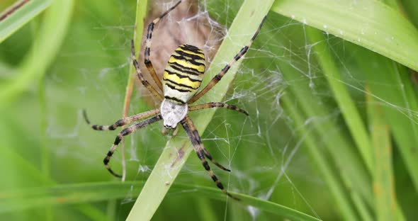 Argiope bruennichi (wasp spider) on web