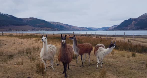 Llamas On The Background Of Scottish Landscapes
