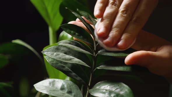 A woman's hands wipe dust off the green leaves of Zamioculcas with a cotton pad