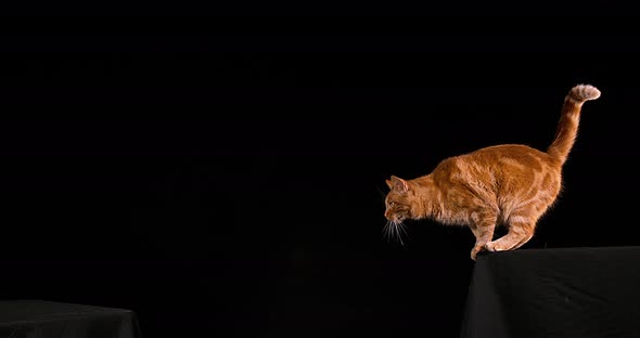 Red Tabby Domestic Cat, Adult Leaping against Black Background, Slow motion 4K