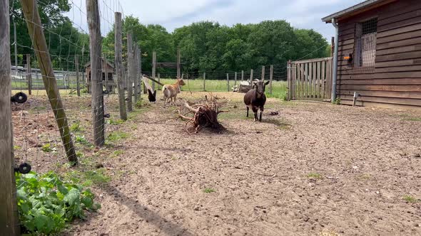 A Cute Sociable Pygmy Goat Walks Towards the Camera and Looks Into It