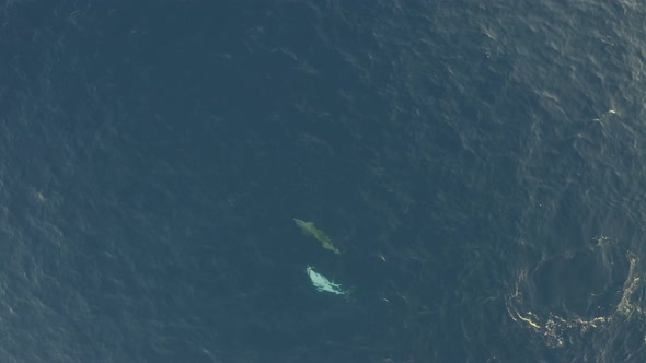 Aerial view of two dolphin swimming at Adriatic sea, Croatia.