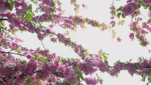 Flowering Japanese Sakura