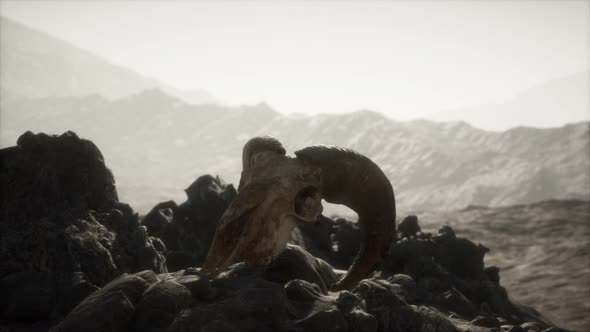 European Mouflon Ram Skull in Natural Conditions in Rocky Mountains