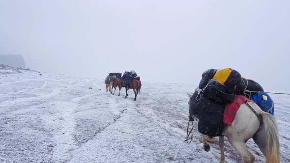 Loaded pack horses ascending the Gergeti glacier on the way to Mt. Kazbek basecamp during snowfall,