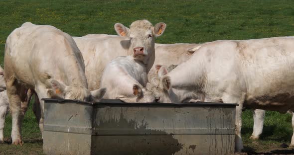 Charolais Cattle, a French Breed, Herd at the trough, Normandy in France, Slow motion 4K