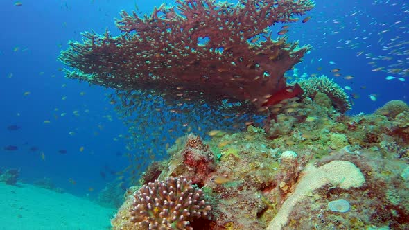 Glass-Fish and Table Coral