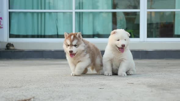 CuteTwo Siberian Husky Puppies Sitting On Concrete Floor