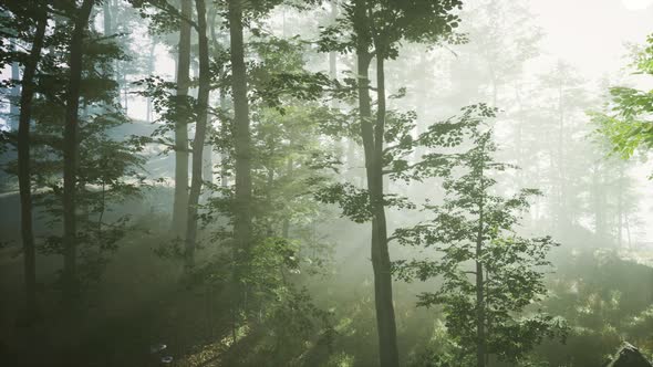 Sun Light in the Fairy Foggy Forest