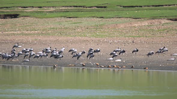 Real Wild Crane Birds in Natural Lakeshore