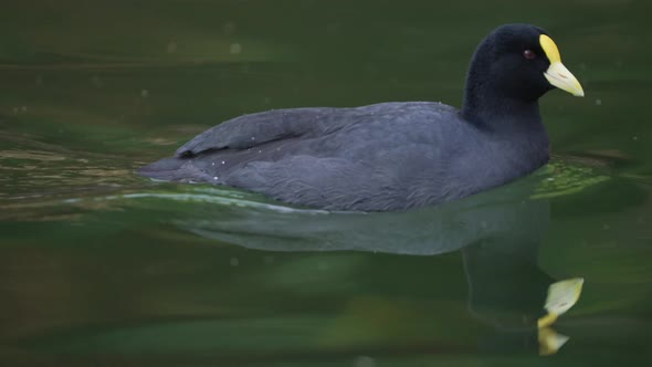 Tracking shot of cute White-winged coot or Fulica Leucoptera swimming in pond,4K