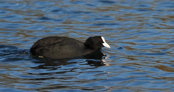 Eurasian coot  also known as the common coot or Australian coot