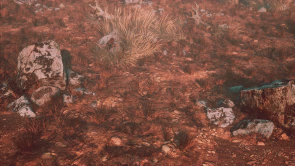 Dry Grass and Rocks Landscape