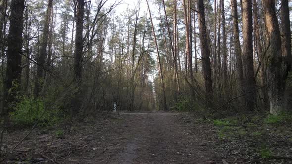 Aerial View of the Road Inside the Forest