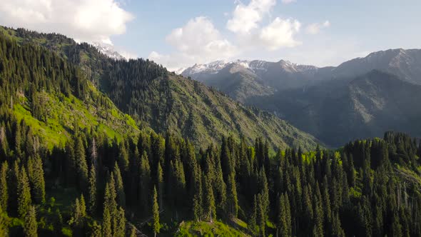 Aerial Forest Spruce in the Mountain of Almaty