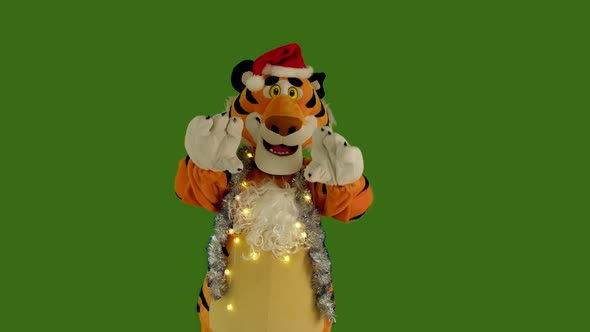 Tiger in Santa's Red Hat and Tinsel Showing Roars and Dances on Green Screen Chromakey 422 10 Bit