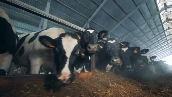 Many Cows in a Cowshed