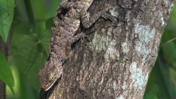 Close Up Shot of Lizard on the Tree