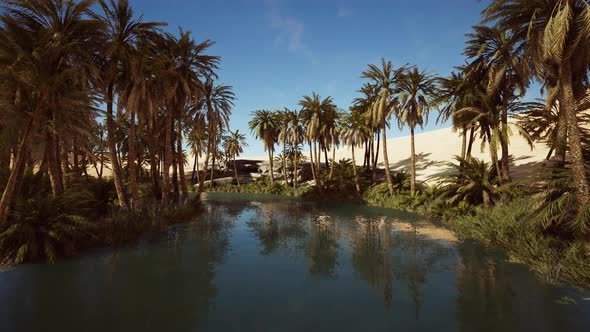 Palm Trees Flourish Around a Pool of Water at a Park in Palm Desert