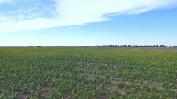 Aerial view of blooming sunflower fields